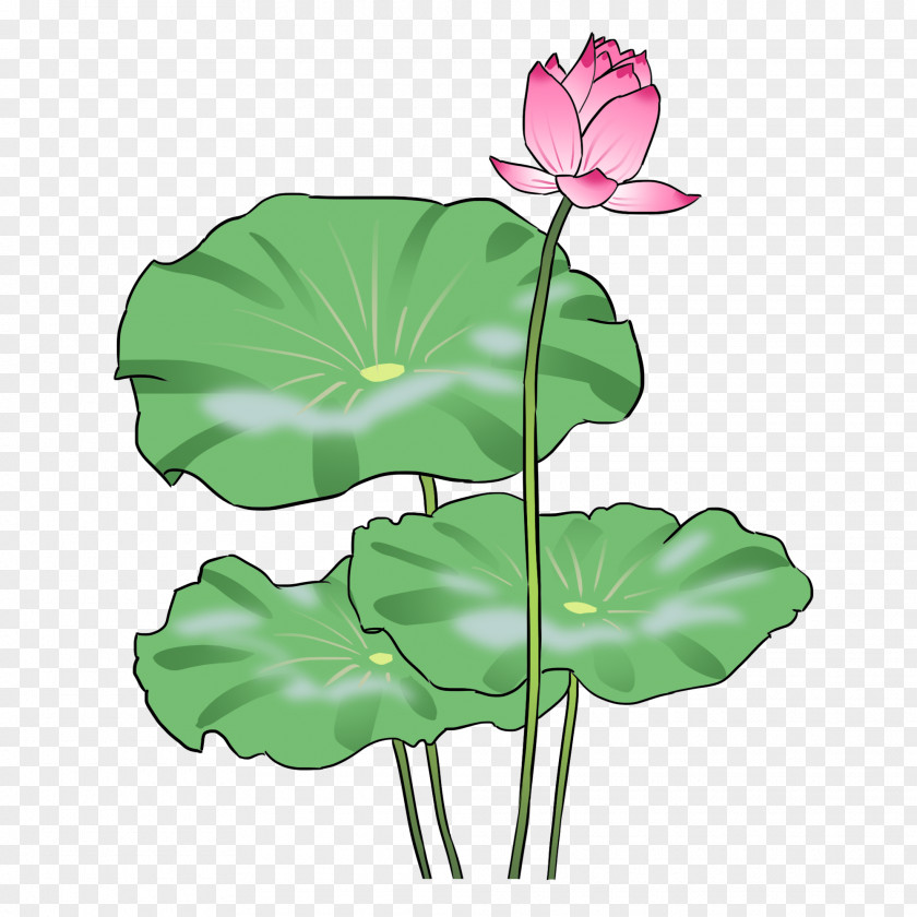 Petal Aquatic Plant Flower Leaf Water Lily Lotus Family PNG