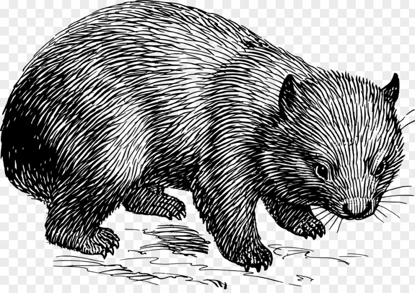 Rat Wombat What Is A Marsupial? Clip Art PNG