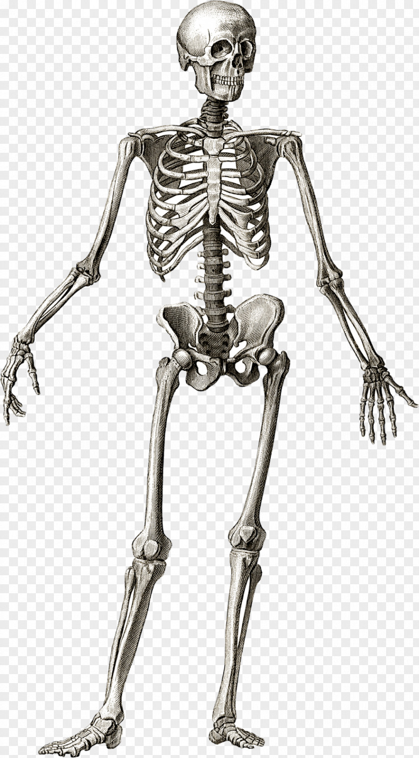 Skeleton Human Anatomy Bone Body PNG
