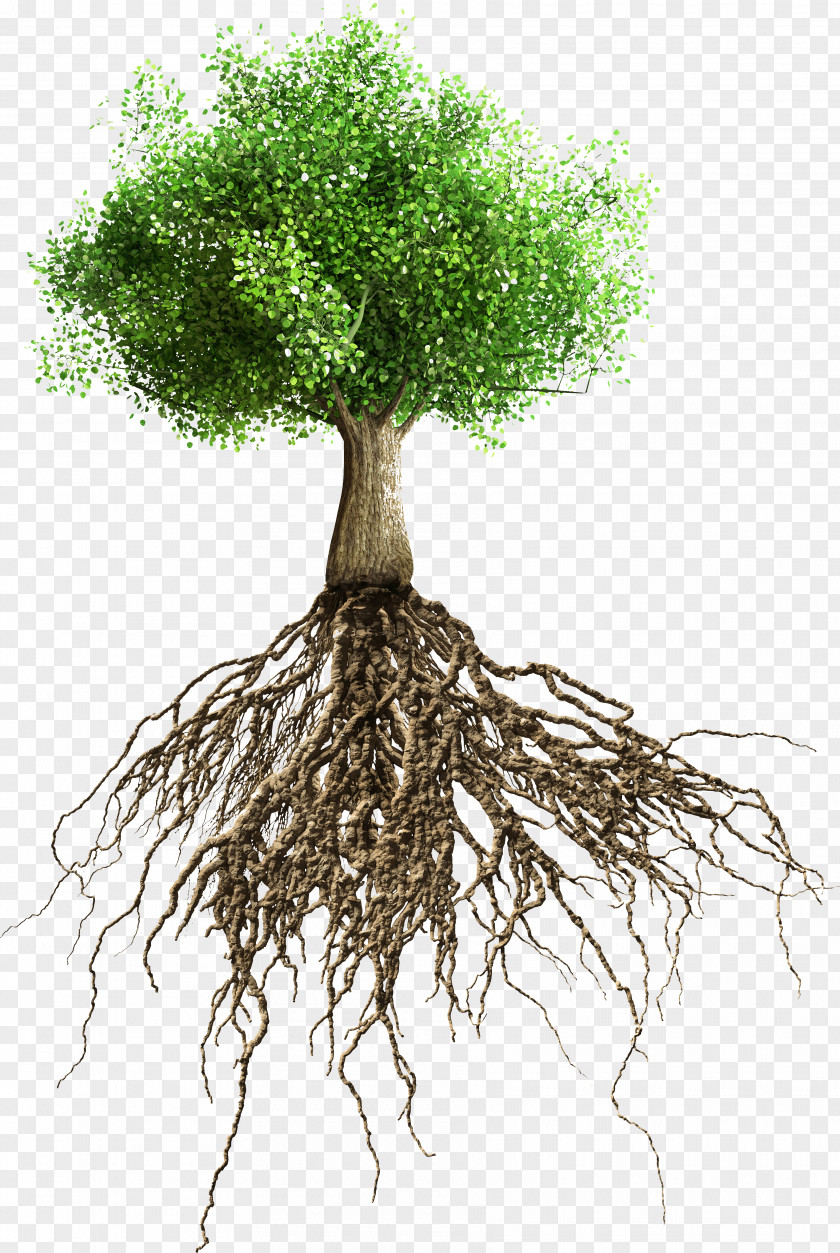 Tree Stem Root PNG