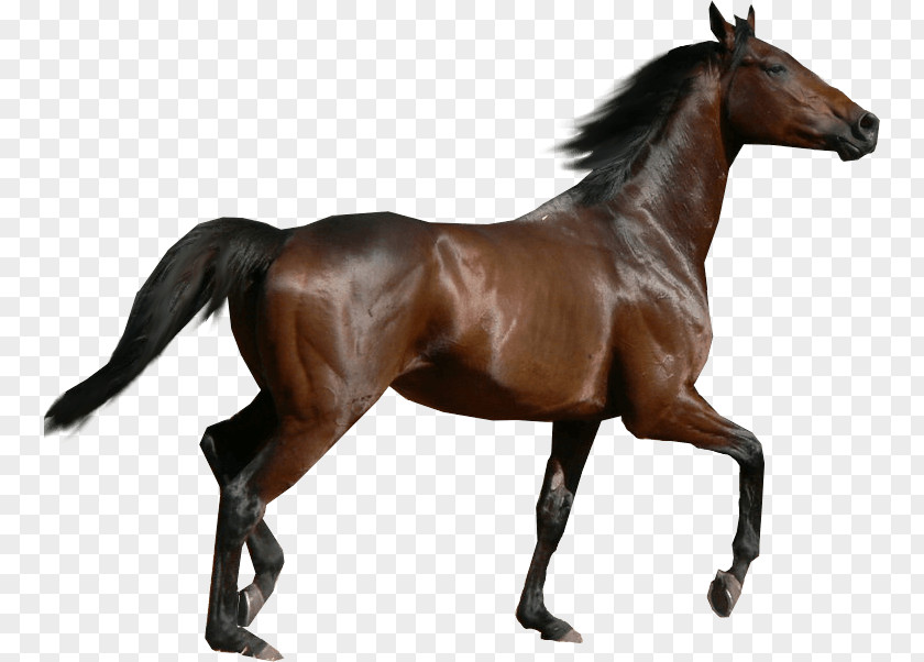 Horse Image Clip Art PNG