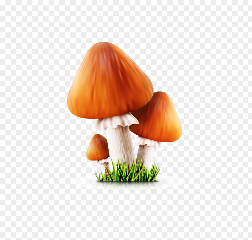 Mushroom,fungus Cartoon Poster Mushroom PNG