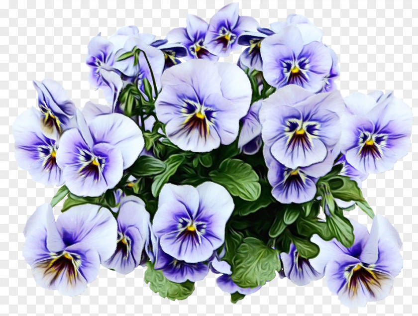 Pansy Flower Plants Clip Art PNG