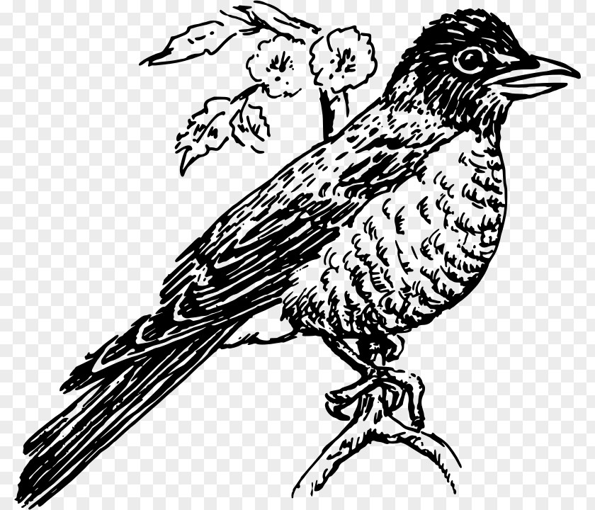 American Robin Line Art Clip PNG