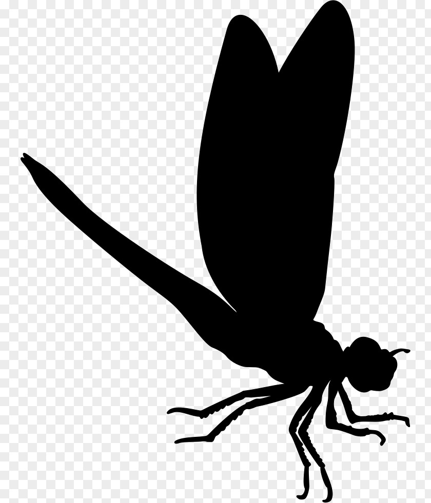 Insect Dragonfly Silhouette Image Vector Graphics PNG