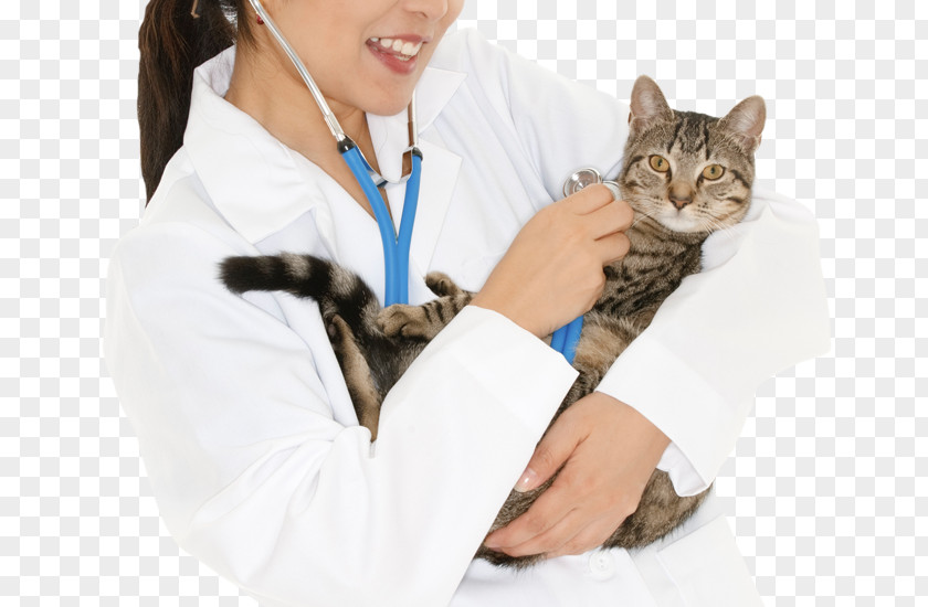 Kitten Cat Stethoscope PNG