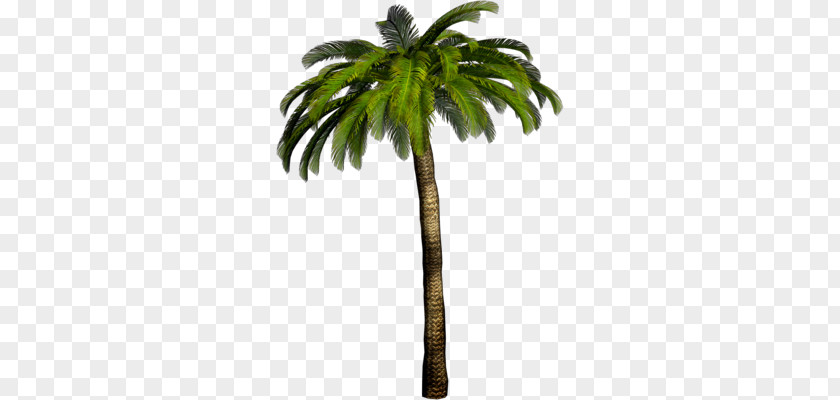 Palm Tree PNG tree clipart PNG