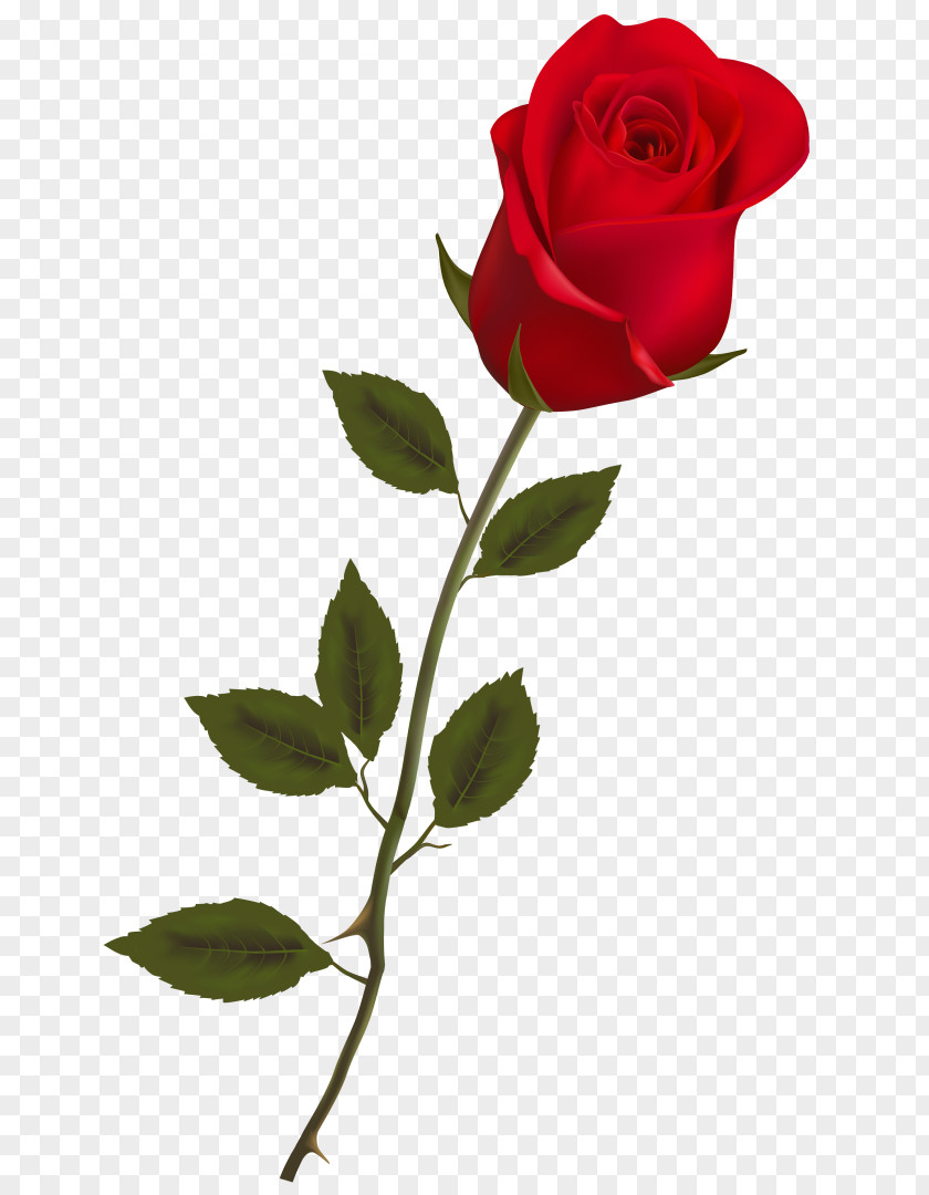 Rose Clip Art PNG