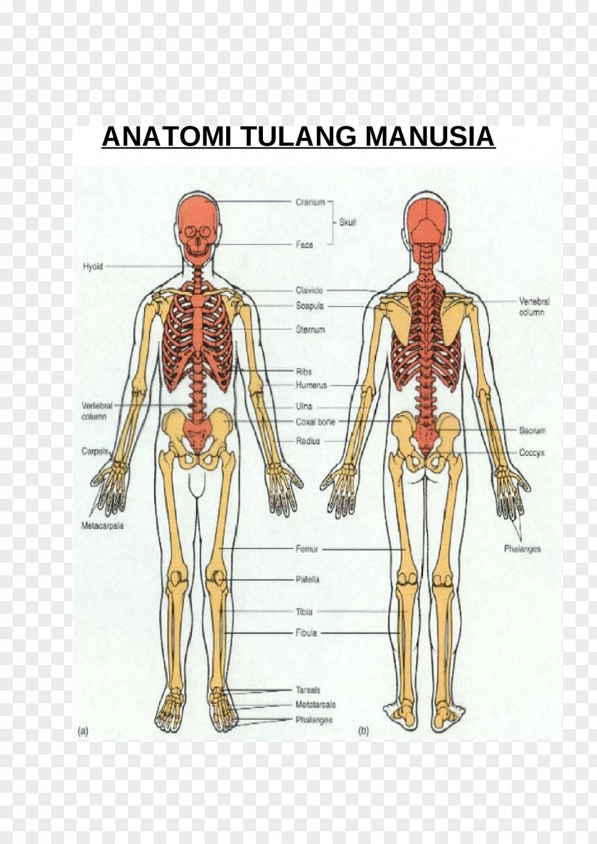 Skeleton Human Bone Appendicular Shoulder PNG