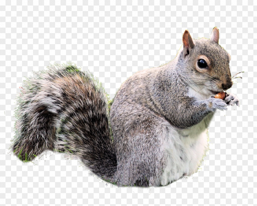 Squirrel Icon PNG