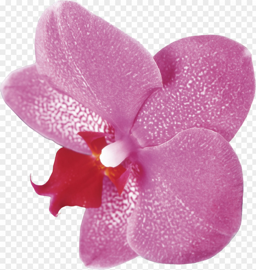 Tropical Flowers Moth Orchids Clip Art PNG