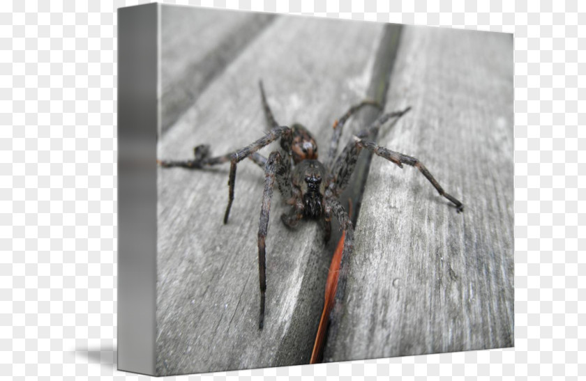 Wolf Spider Insect Pest PNG