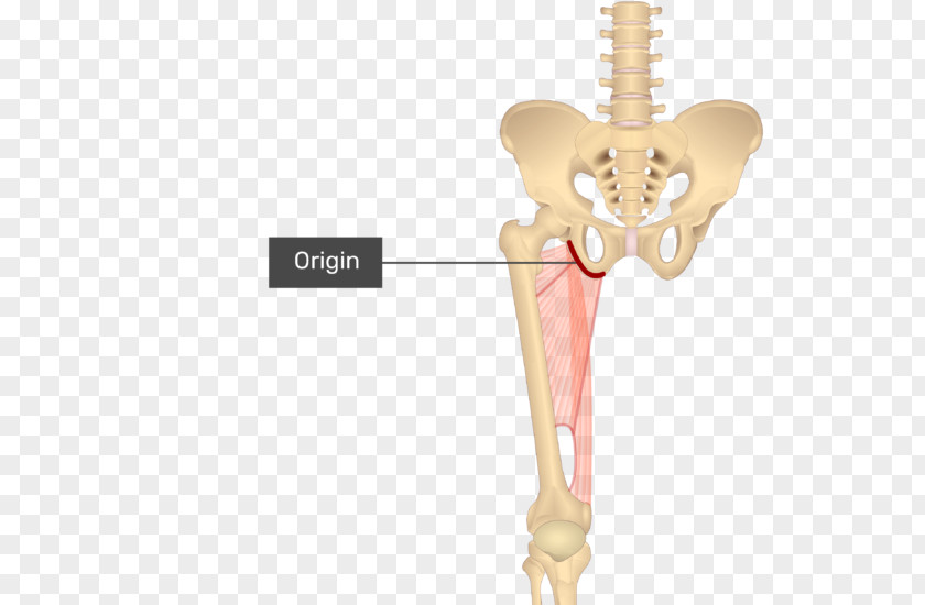 Anatomy Muscle Pectineus Gracilis Human Body PNG