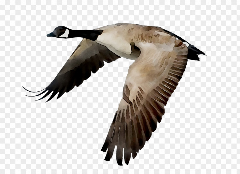 Canada Goose Bird Flight Mallard PNG