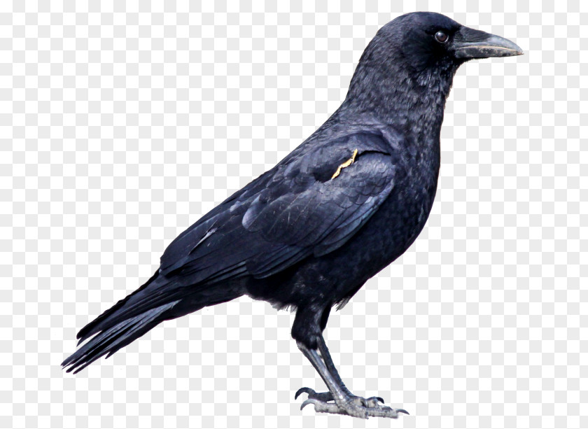 Crow Rook American PNG
