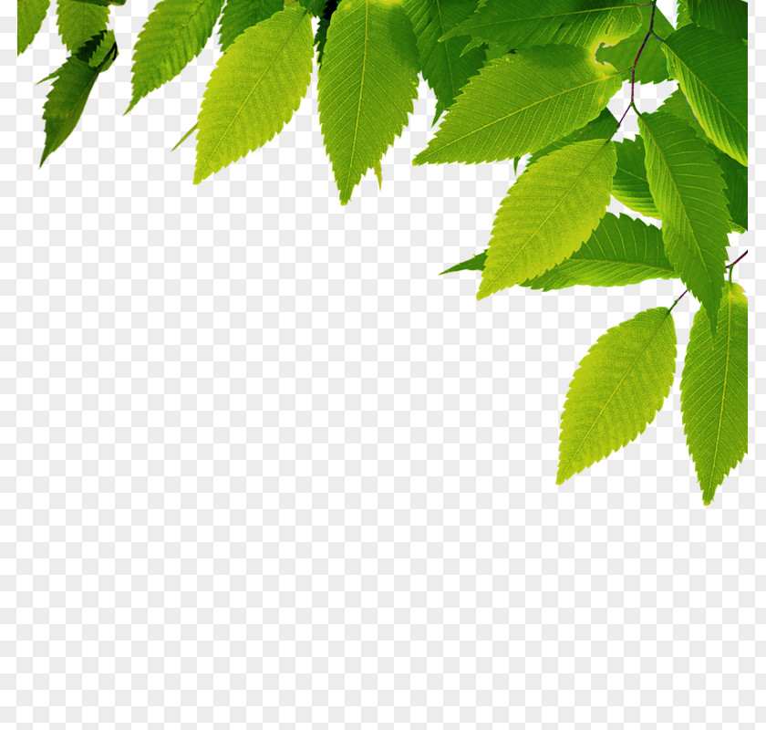 Leaf Pattern PNG pattern clipart PNG