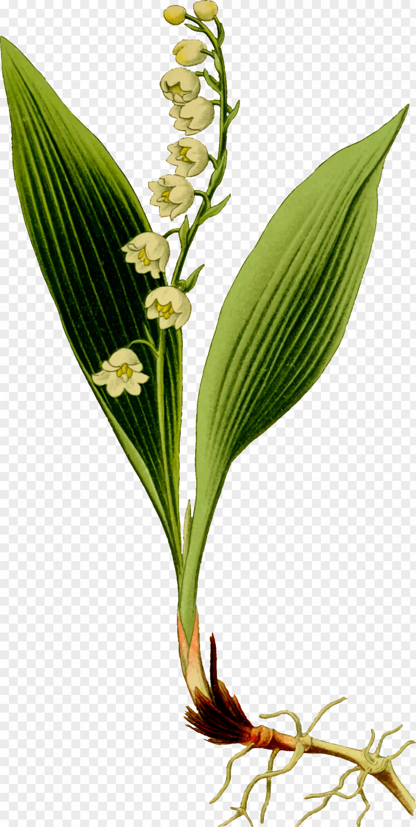 Lily Of The Valley Clip Art PNG
