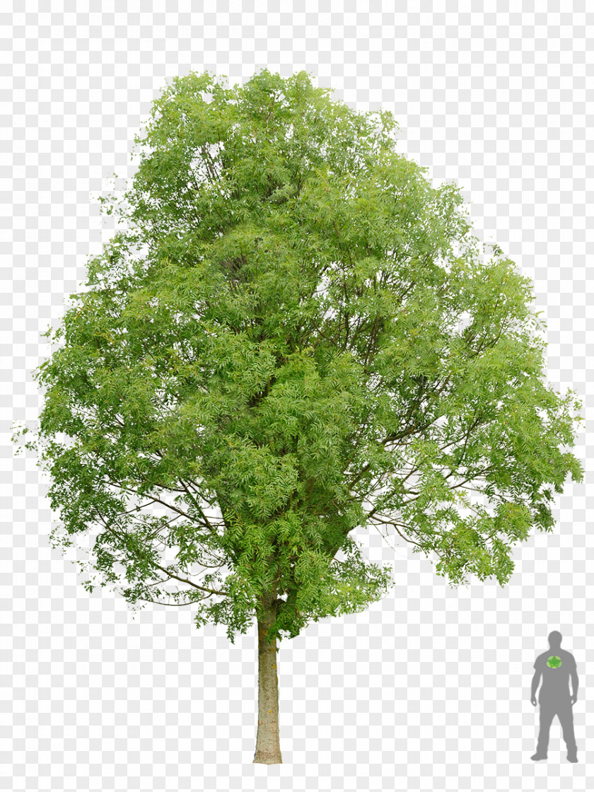 Mango Tree Acer Ginnala Sycamore Maple Sugar Norway PNG