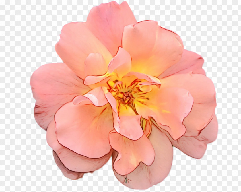 Rose PNG