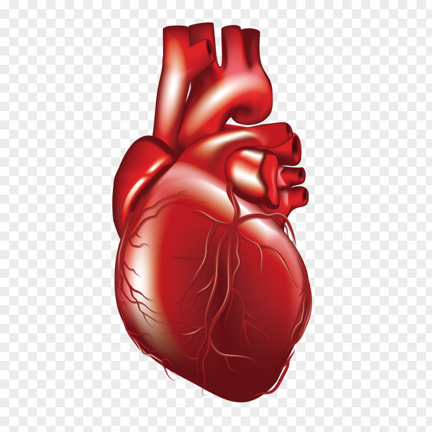 Vector Human Heart 3D Computer Graphics File PNG