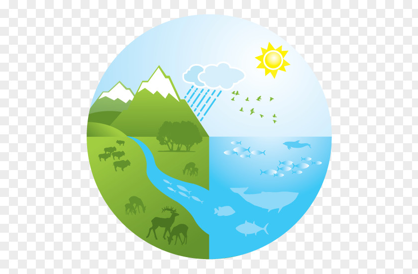 Document Aquatic Ecosystem Logo Drawing PNG