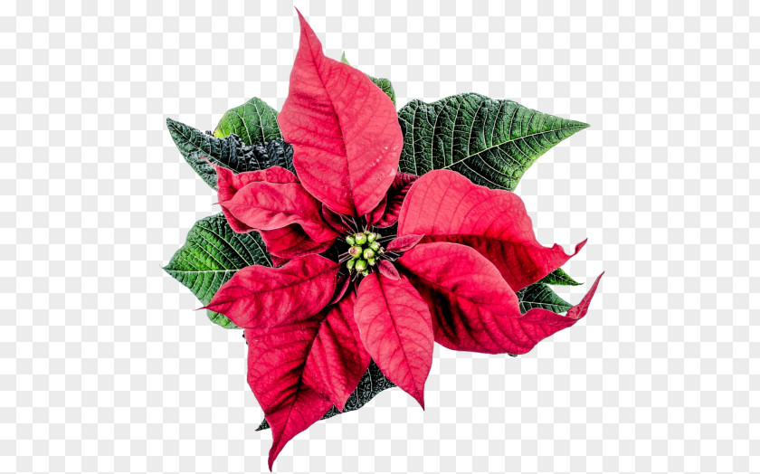 Flower Poinsettia Christmas Joulukukka PNG