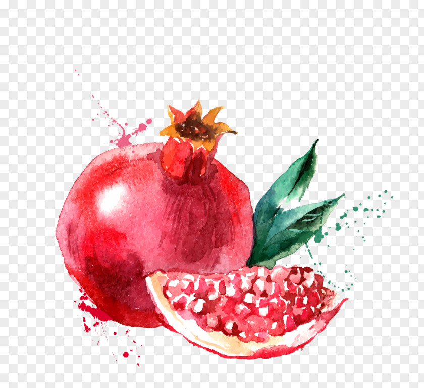 Painting Watercolor Drawing Fruit PNG