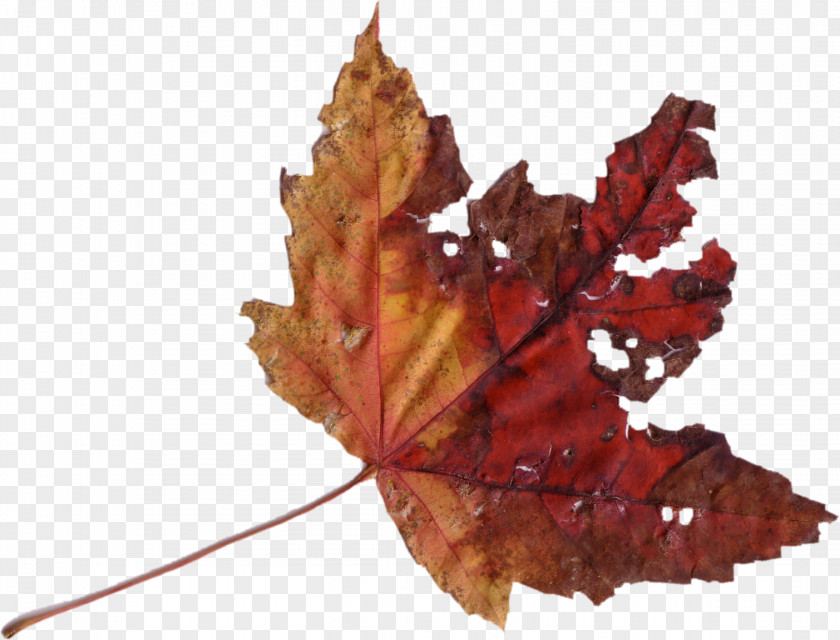 Autumn Leaves Maple Leaf Image Scanner Photography PNG