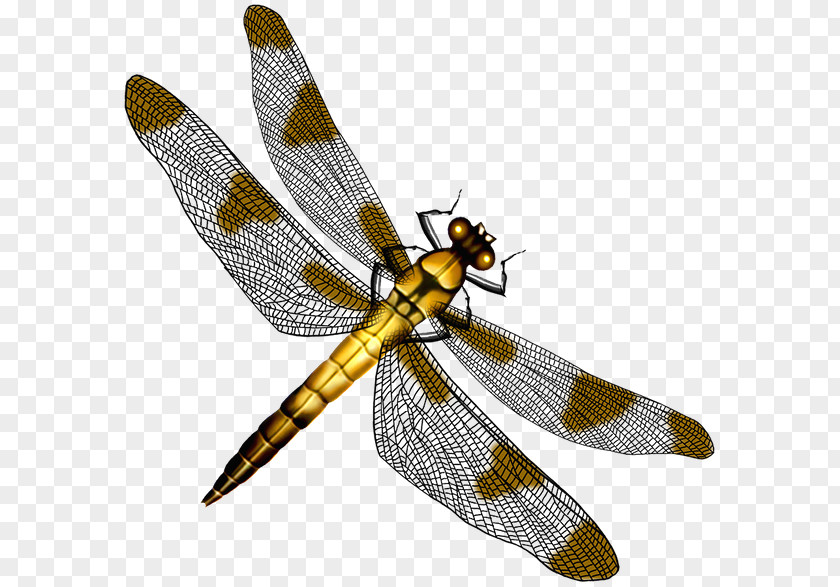 Butterfly Dragonfly Clip Art PNG