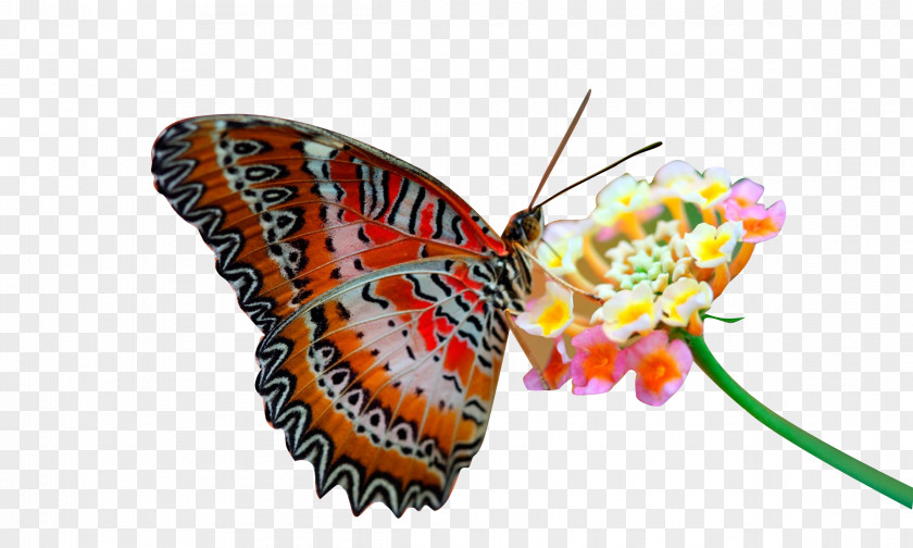 Butterfly High-definition Television 1080p Video Wallpaper PNG