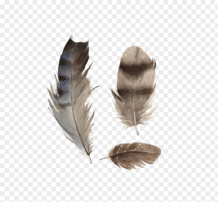 Cartoon Black Feathers Paper Panel Painting Feather Wood PNG