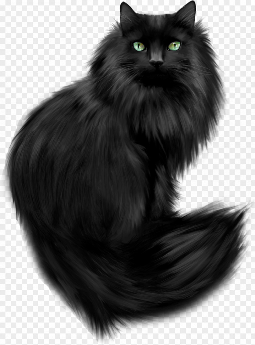 Kitten Persian Cat Maine Coon Tournée Du Chat Noir Clip Art PNG