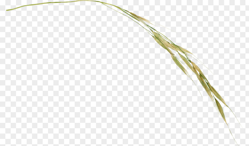 Grasses Twig Plant Stem Cereal Grain PNG