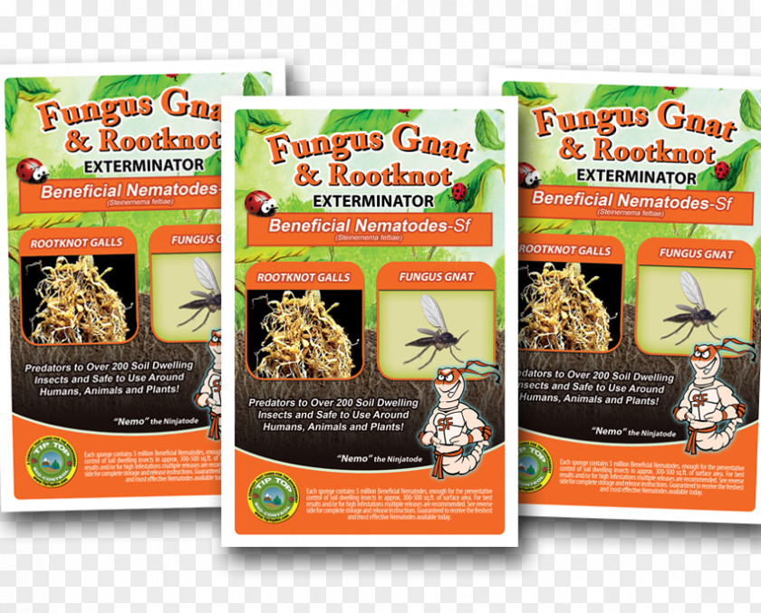 Insect Fungus Gnat Heterorhabditis Bacteriophora Roundworms PNG