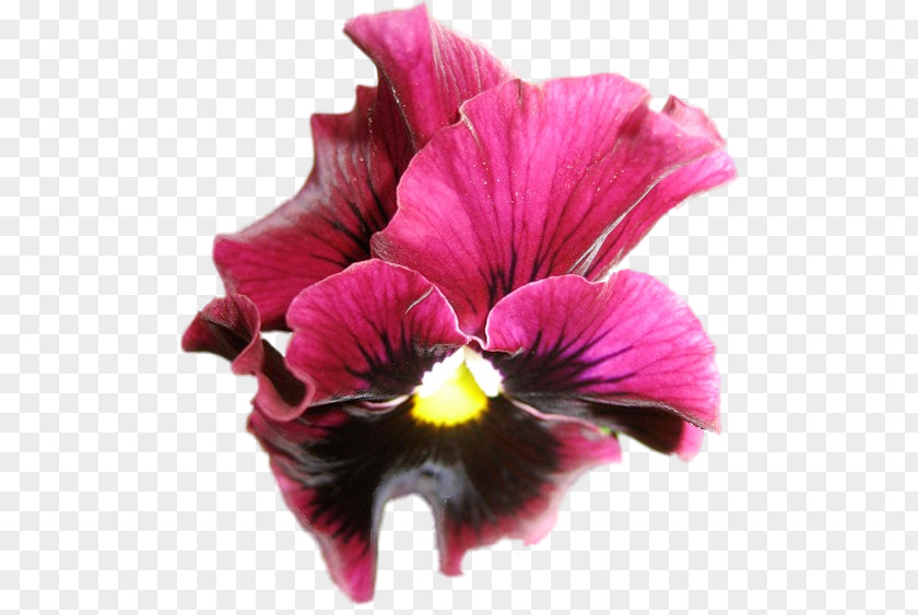 Pansy Magenta Annual Plant Herbaceous PNG