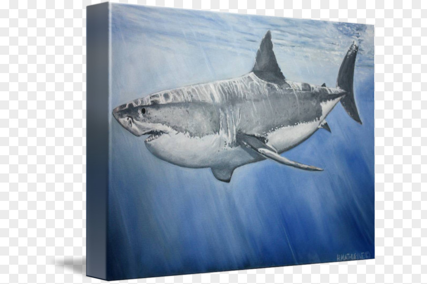 Shark Great White Tiger Requiem Sharks Water PNG