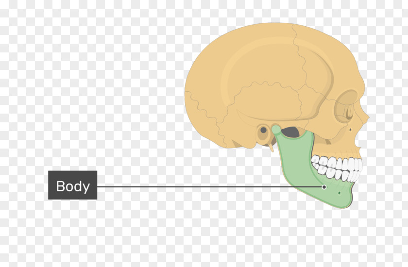 Skull Frontal Process Of Maxilla Mandible Bone PNG