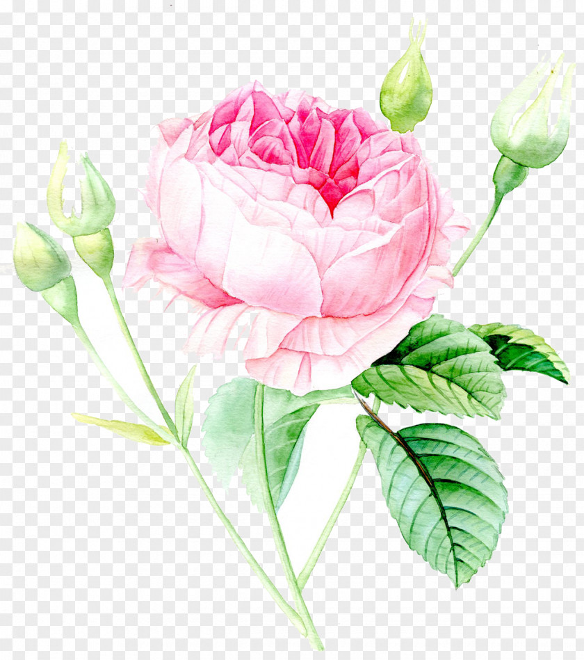 Watercolor Dahlia Garden Roses Painting Watercolour Flowers Drawing PNG