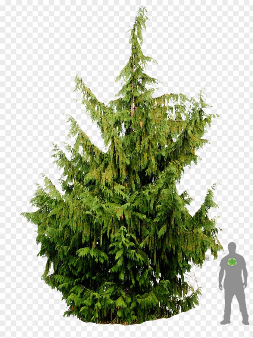 Christmas Tree Spruce Fir Pine Cupressus Nootkatensis PNG