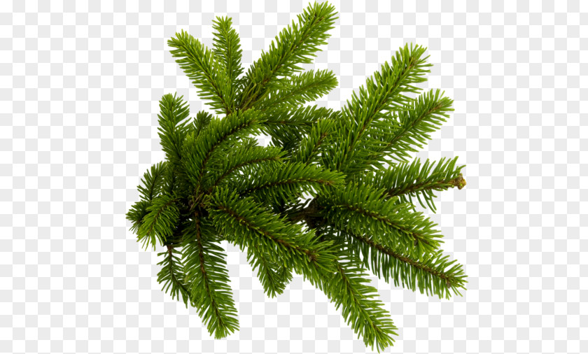 Fir Branch Spruce New Year Tree Conifers Clip Art PNG
