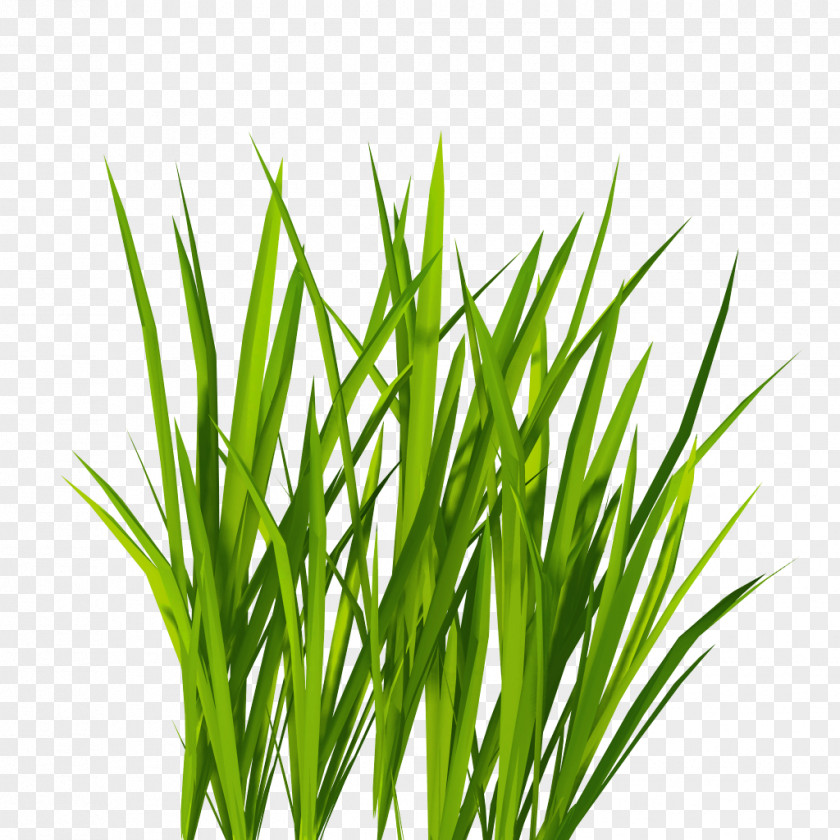 Grass Image Green Picture Lawn Icon PNG