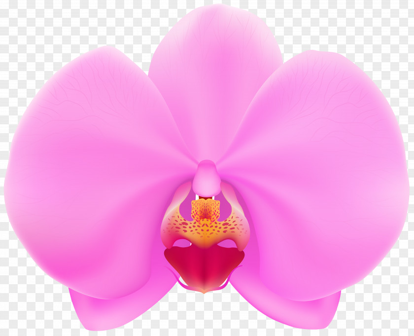 Pink Orchid Clip Art PNG