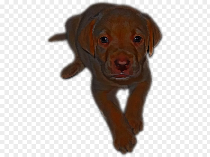 Brown Dog Labrador Retriever Puppy Breed Companion Collar PNG