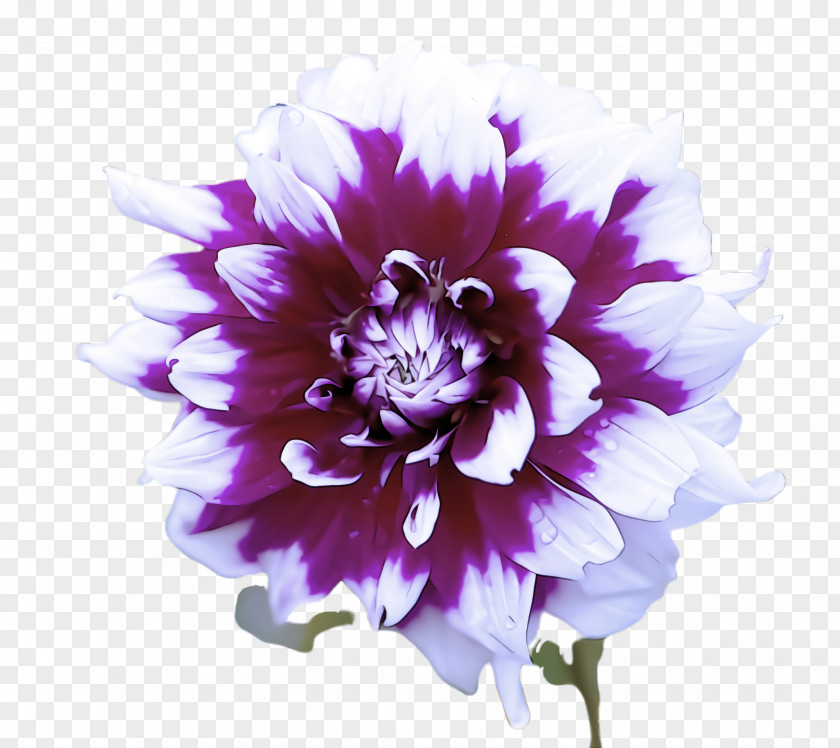 Cut Flowers Lilac Lavender PNG
