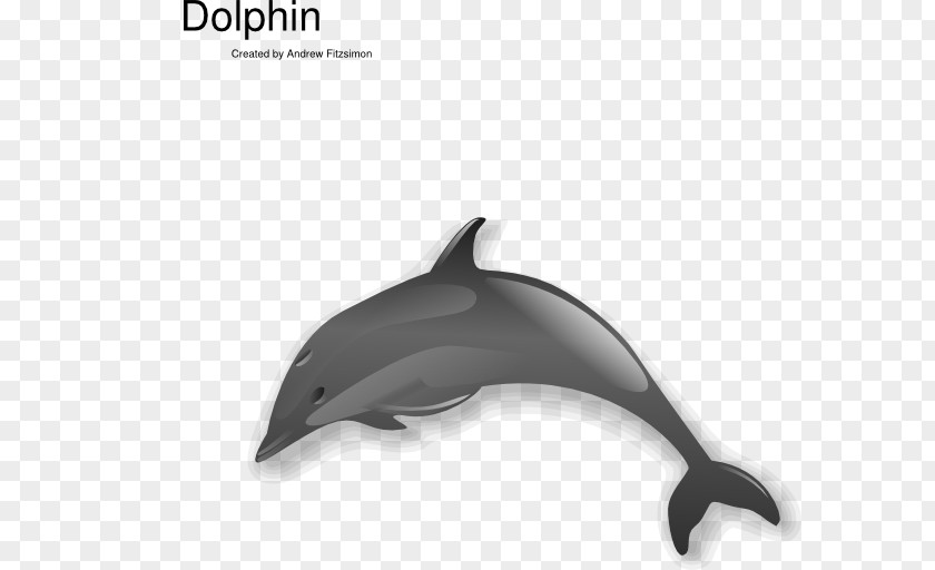 Dolphin Common Bottlenose Short-beaked Tucuxi White-beaked Clip Art PNG