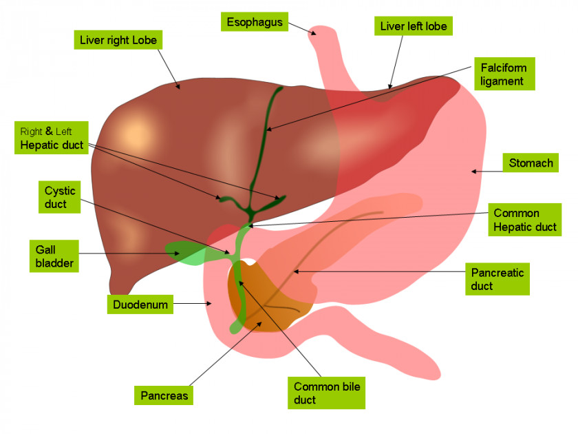 Free Anatomy Images Liver Gallbladder Bile Gastrointestinal Tract PNG