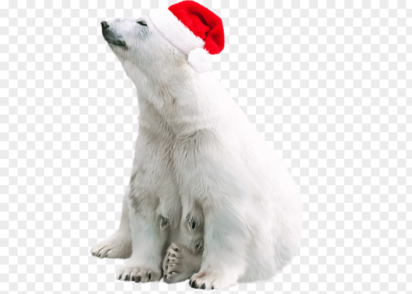 Ka Mei Le Polar Bear Brown Clip Art PNG