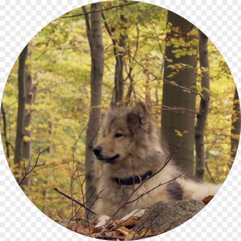 Rough Circle Gray Wolf Meaning Snout Mood HTTP 301 PNG