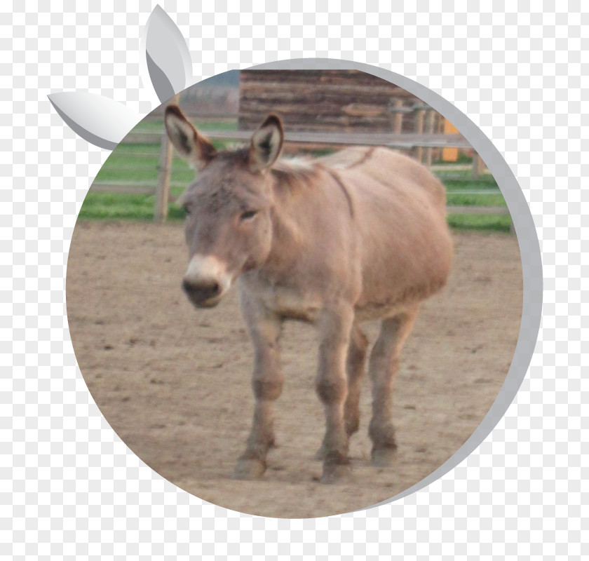 Donkey Milk Horse Asintrekking ASD Equestrian PNG