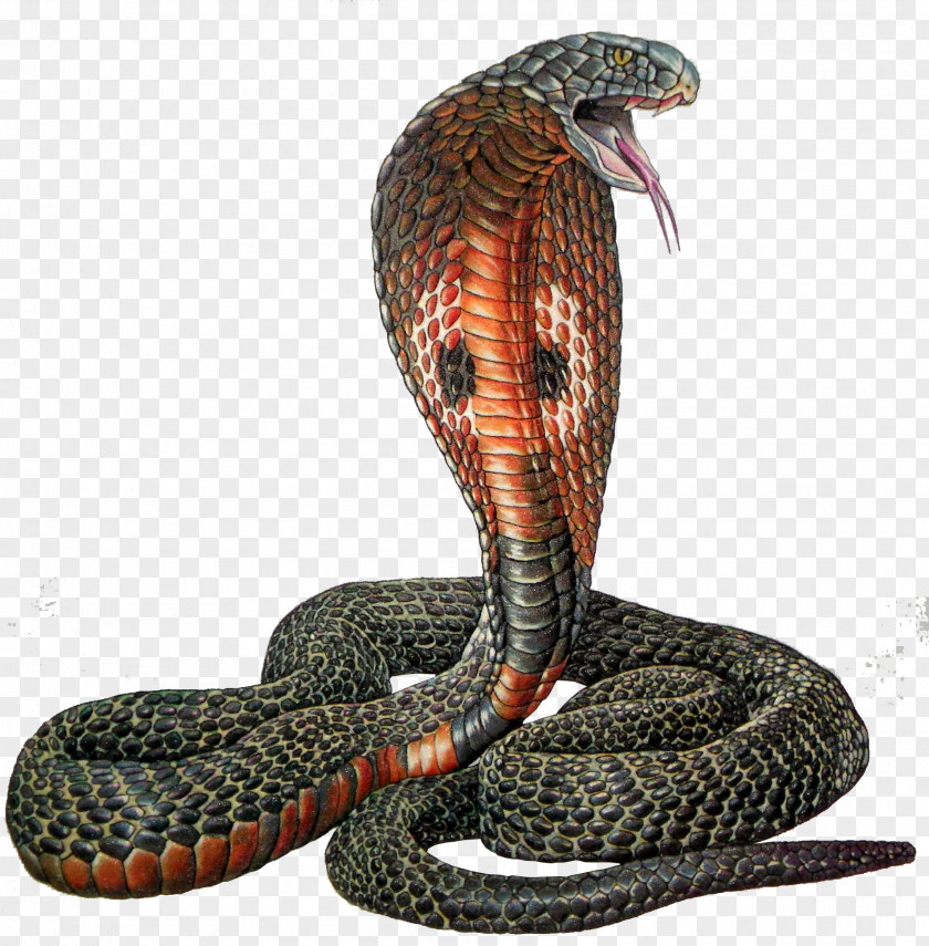 Fond Rattlesnake Reptile Indian Cobra PNG